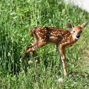 Baby fawn