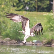 Osprey on sturgeon lake
