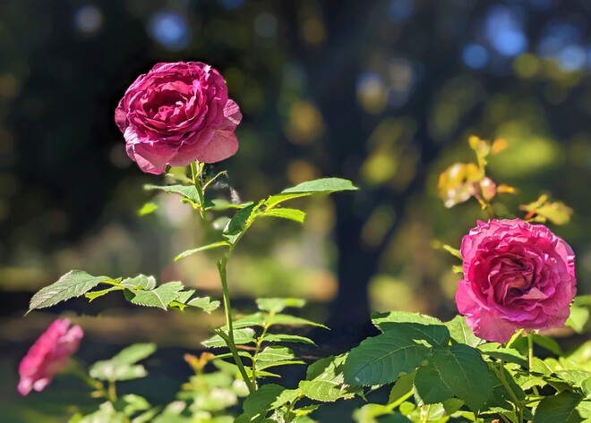 Pretty rose Burnaby, BC