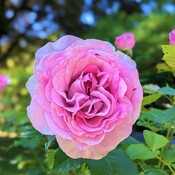 Pretty rose
