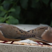 Morning Dove Couple