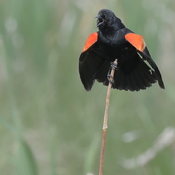 Red Winged Blackbird Flaring.