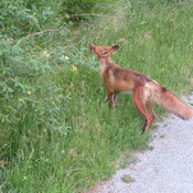 Fox in the Park