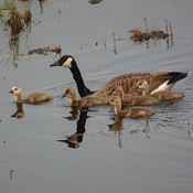 Geese & Fluffy Goslings