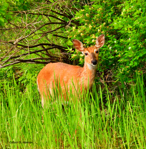 Deer along the St. Lawrence River Ingleside, ON