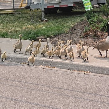 walking the Goslings