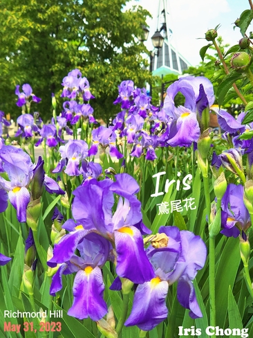 June 5 2023 Gorgeous Iris's flowers-Richmond Hill Iris Chong Richmond Hill, ON