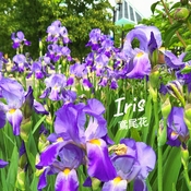 June 5 2023 Gorgeous Iris's flowers-Richmond Hill Iris Chong