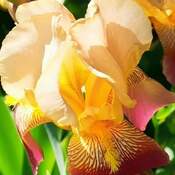 June 5 2023 Gorgeous Iris's flowers-Richmond Hill Iris Chong