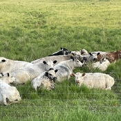 Cows having a rest