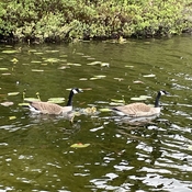 Little goose family