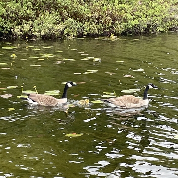 Little goose family