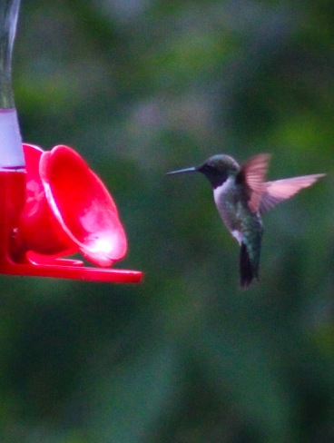 hummingbird Rondeau Provincial Park, ON