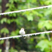 Rainy day Hummingbird