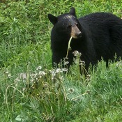 black bear having breakfast