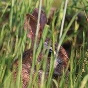Bunny Hiding In The Weeds