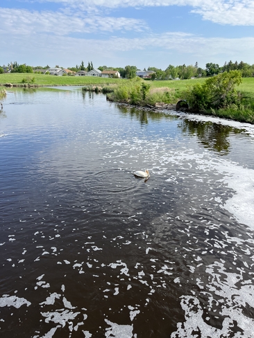 Pelican at the Weir Regina, Saskatchewan, CA