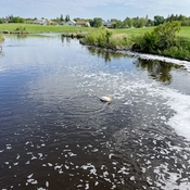 Pelican at the Weir