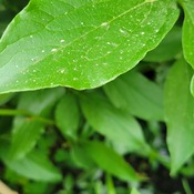 Fire dust on green leafs