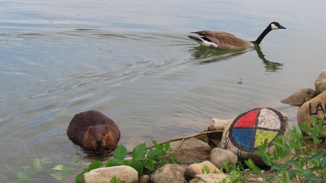 A Beaver, a Goose and a Medicine Wheel Saskatoon, SK