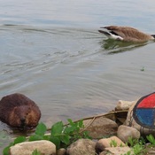 A Beaver, a Goose and a Medicine Wheel
