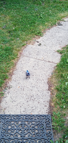 Bluejay securing its bribe near my front steps Pointe-Claire, QC