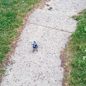 Bluejay securing its bribe near my front steps