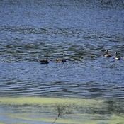 Two couples taking their goslings for a swim