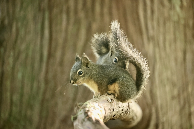 Young Douglas for squirrel s Highlands, Greater Vancouver Regional District, British Columbia, CA
