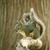 Young Douglas for squirrel s