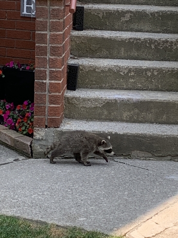 Raccoon Etobicoke, Ontario, CA