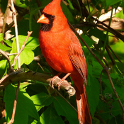A male Northern Cardinal
