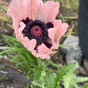 The first poppy blossom