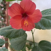 Beautiful Hibiscus