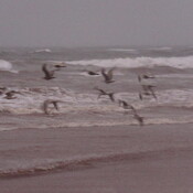 Seagulls strong waves