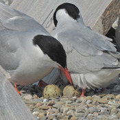 Common Tern Nesting