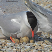 Common Tern Nesting