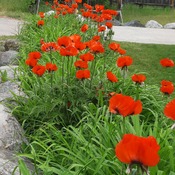 Poppies finally in bloom