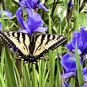Canadian Tiger Swallowtail on Northern Blue Flag Iris