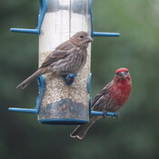 House Finch Couple