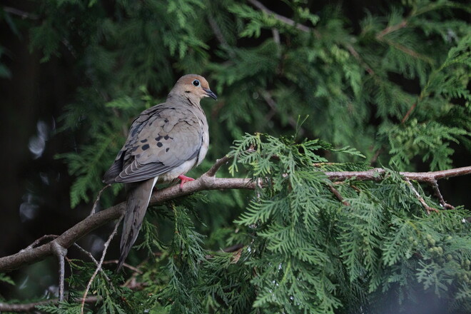 Morning Dove In The Cedars London, ON