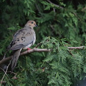 Morning Dove In The Cedars