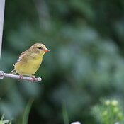 Golden Finch