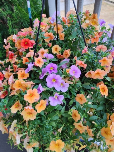 Garden flower Leamington, ON