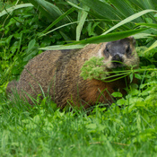 Marmotte dans la nature