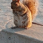 Écureuil au Parc Jarry