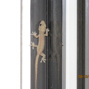 Gecko out and about
