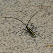 Bug at the front door
