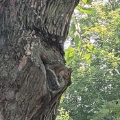 Écureuil se cachant de la chaleur