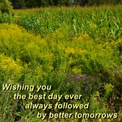 Wishing You The Best Day Ever